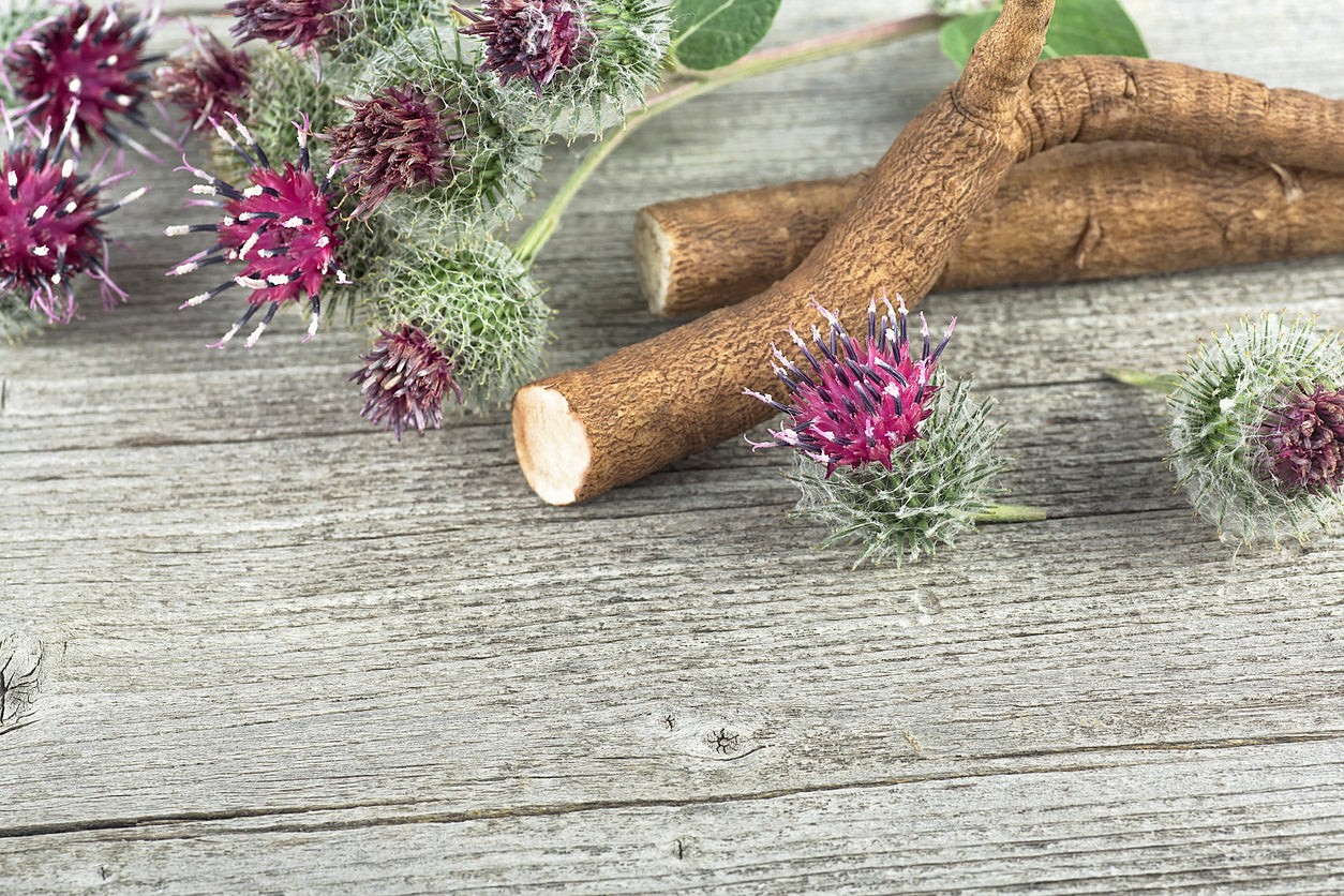 Burdock Bliss: A flavorful journey to health and vitality