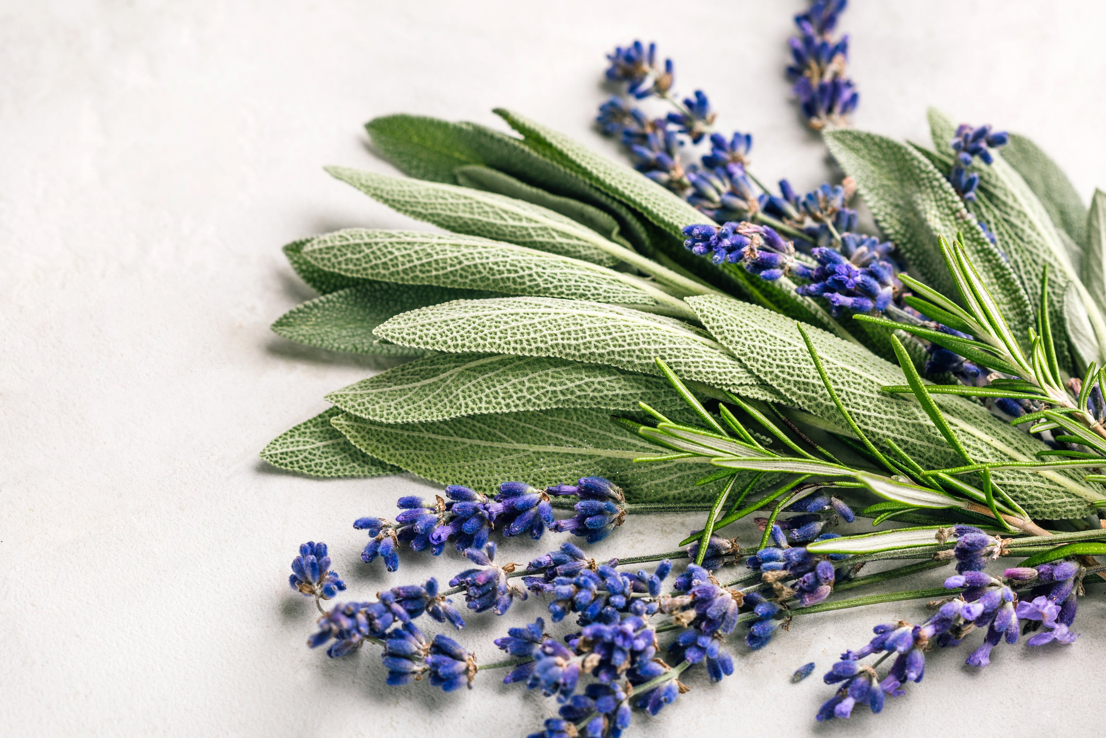 Sage: Can this aromatic herb unlock the secrets to wellness?