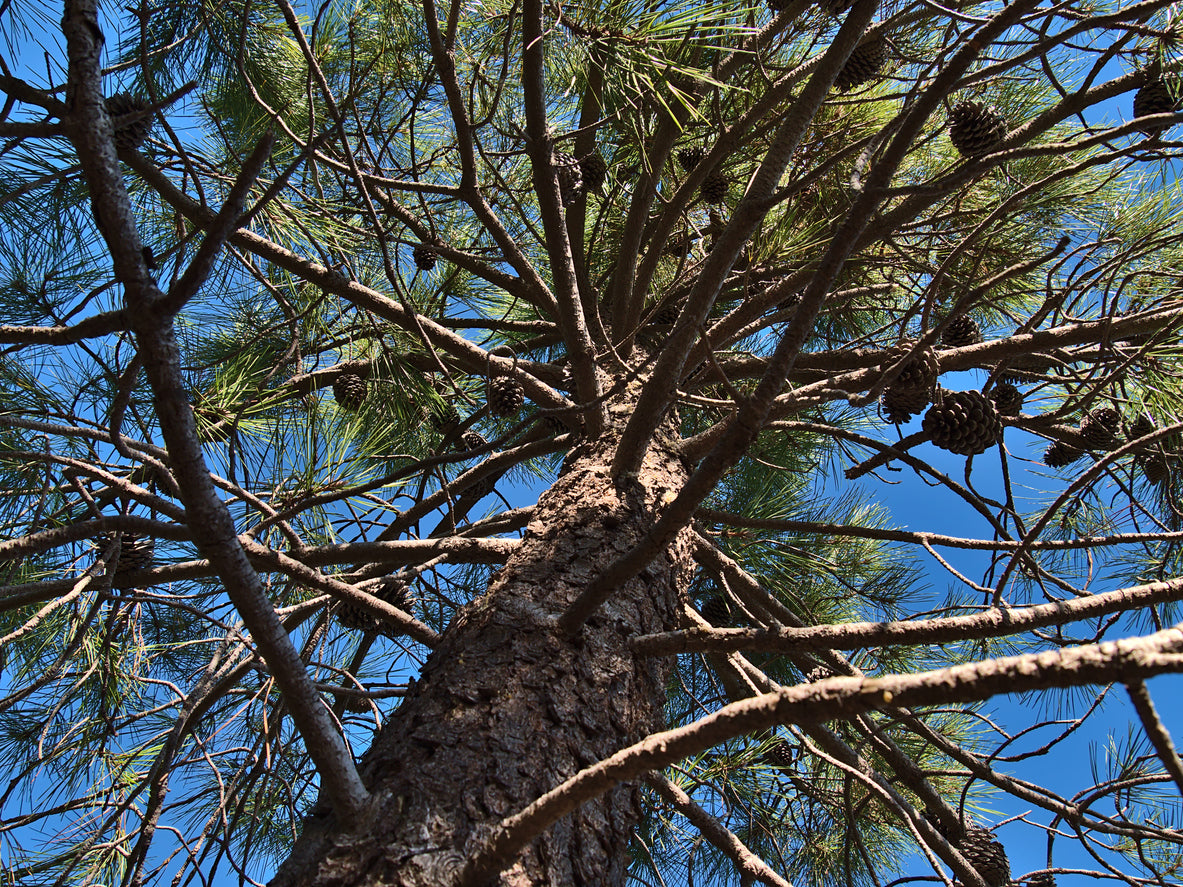 Extract from a Mediterranean pine tree confers impressive gifts to health