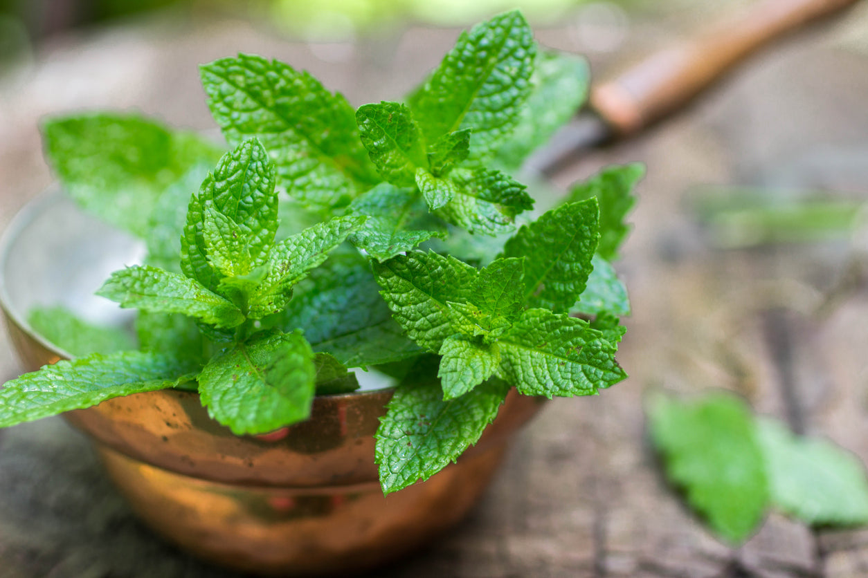 “Fine-tune” your digestion, tame headaches and banish fatigue with peppermint