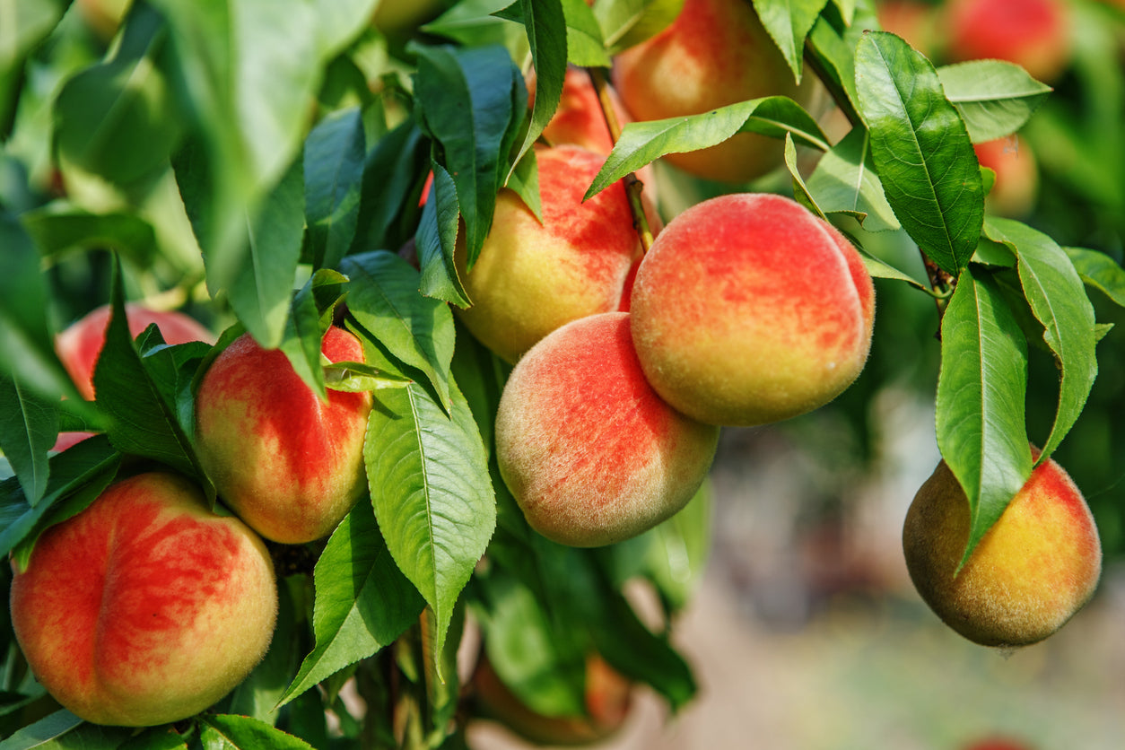 "Eat a Peach" and reap the health benefits
