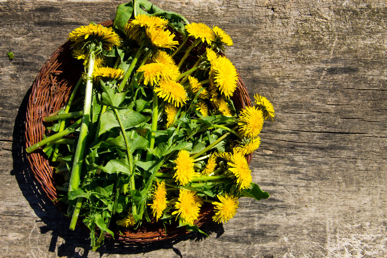 From lawn pest to nutritional powerhouse – 3 surprising reasons to eat dandelion greens