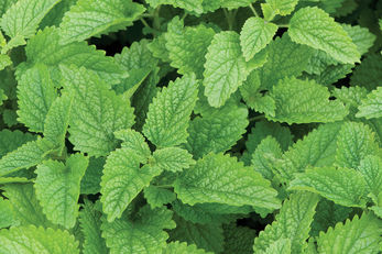 6 surprising benefits of lemon balm