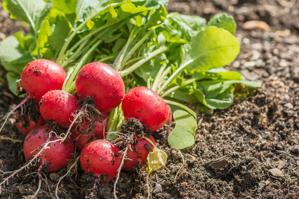 Relish the radish and LOWER the risk of cardiovascular issues and cancer