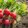 Relish the radish and LOWER the risk of cardiovascular issues and cancer